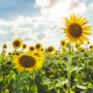 Meet your Posher, Elise